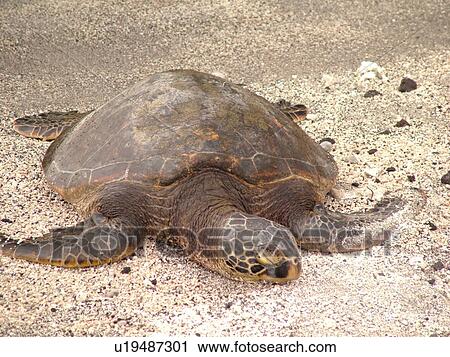Stock Image -  South Kona, Big Island, Island of Hawaii, HI, Hawaii, Kona Coast, Leeward, West Coast, Captain Cook, Honaunau, Pu'uhonua O Honaunau National Historical Park, Place of Refuge, Keoneele Cove, Green Sea Turtle, beach, . Fotosearch