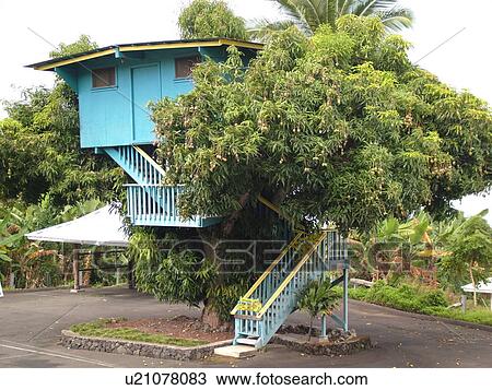 South Kona, Big Island, Island of Hawaii, HI, Hawaii, Kona Coast, Leeward, West Coast, Captain Cook, Royal Kona Museum & Coffee Mill, tree house View Large Photo Image Stock Image - South Kona, Big Island, Island of Hawaii, HI, Hawaii, Kona Coast, Leeward, West Coast, Captain Cook, Royal Kona Museum & Coffee Mill, tree house. Fotosearch