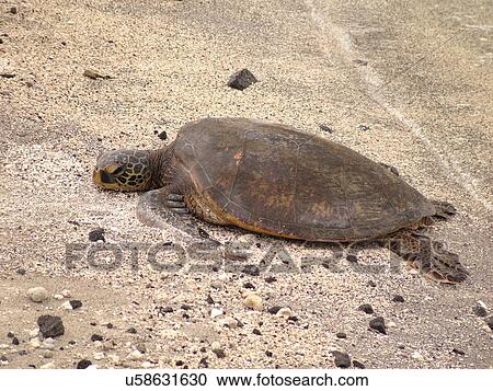 Stock Image -  South Kona, Big Island, Island of Hawaii, HI, Hawaii, Kona Coast, Leeward, West Coast, Captain Cook, Honaunau, Pu'uhonua O Honaunau National Historical Park, Place of Refuge, Keoneele Cove, Green Sea Turtle, beach, . Fotosearch