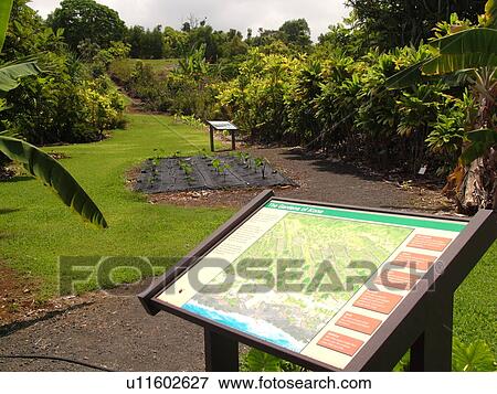 Stock Photo -  South Kona, Big Island, Island of Hawaii, HI, Hawaii, Kona Coast, Leeward, West Coast, Kealakekua, Amy B. H. Greenwall Ethnobotanical Garden, traditions of people and their plants, interpretive signs. Fotosearch