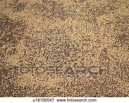 Stock Photo -  South Kona, Big Island, Island of Hawaii, HI, Hawaii, Kona Coast, Leeward, West Coast, Captain Cook, Royal Kona Museum & Coffee Mill, drying coffee beans. Fotosearch