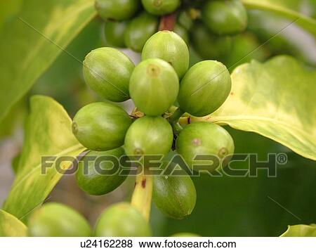 Stock Photo -  South Kona, Big Island, Island of Hawaii, HI, Hawaii, Kona Coast, Leeward, West Coast, Captain Cook, Royal Kona Museum & Coffee Mill, green coffee beans, Coffea arabica typica. Fotosearch