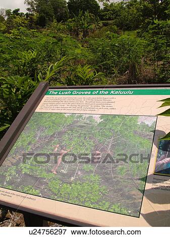 Stock Photo -  South Kona, Big Island, Island of Hawaii, HI, Hawaii, Kona Coast, Leeward, West Coast, Kealakekua, Amy B. H. Greenwall Ethnobotanical Garden, traditions of people and their plants, interpretive signs. Fotosearch
