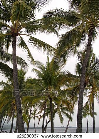 Stock Photo -  South Kona, Big Island, Island of Hawaii, HI, Hawaii, Kona Coast, Leeward, West Coast, Captain Cook, Honaunau, Pu'uhonua O Honaunau National Historical Park, Place of Refuge, Kiilae Bay, palm trees. Fotosearch