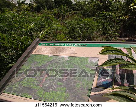 Stock Photograph -  South Kona, Big Island, Island of Hawaii, HI, Hawaii, Kona Coast, Leeward, West Coast, Kealakekua, Amy B. H. Greenwall Ethnobotanical Garden, traditions of people and their plants, interpretive signs. Fotosearch