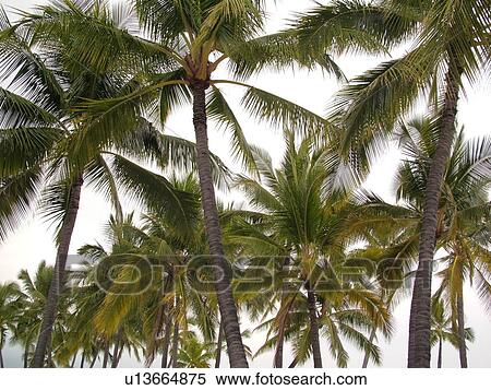 Stock Photography -  South Kona, Big Island, Island of Hawaii, HI, Hawaii, Kona Coast, Leeward, West Coast, Captain Cook, Honaunau, Pu'uhonua O Honaunau National Historical Park, Place of Refuge, Kiilae Bay, palm trees. Fotosearch