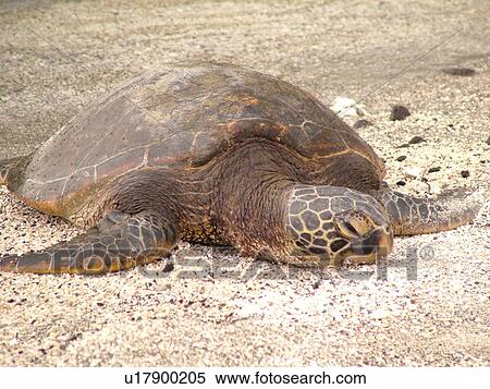 Stock Photography -  South Kona, Big Island, Island of Hawaii, HI, Hawaii, Kona Coast, Leeward, West Coast, Captain Cook, Honaunau, Pu'uhonua O Honaunau National Historical Park, Place of Refuge, Keoneele Cove, Green Sea Turtle, beach, . Fotosearch