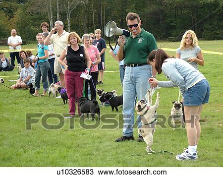Stock Image -  Stowe, VT, Vermont, Dog Show, Competition, Pug dogs, show dogs. Fotosearch