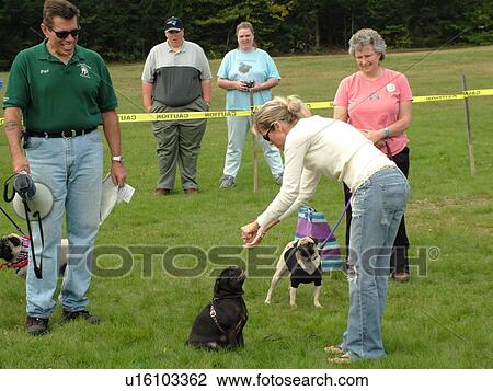 Stowe, VT, Vermont, Dog Show, Competition, Pug dogs, show dogs View Large Photo Image Stock Image - Stowe, VT, Vermont, Dog Show, Competition, Pug dogs, show dogs. Fotosearch