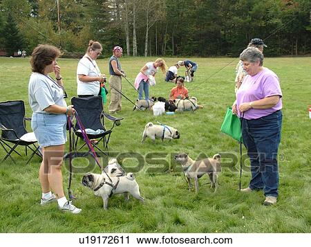 Stock Image -  Stowe, VT, Vermont, Dog Show, Competition, Pug dogs, show dogs. Fotosearch