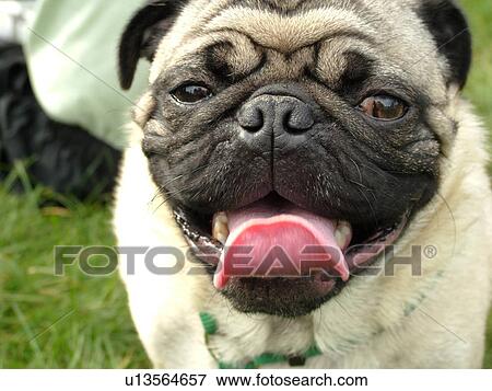 Stock Photo -  Stowe, VT, Vermont, Dog Show, Competition, Pug, close-up, face, show dog, panting. Fotosearch