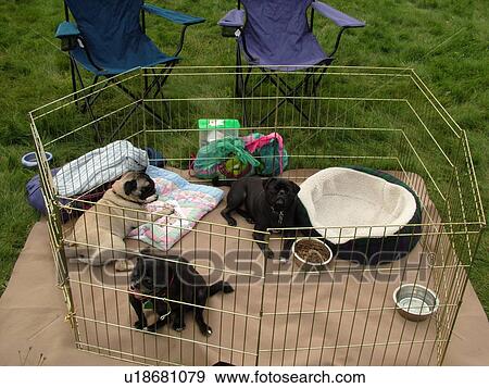 Stowe, VT, Vermont, Dog Show, Competition, Three pug dogs resting in pen. Show dogs View Large Photo Image Stock Photo - Stowe, VT, Vermont, Dog Show, Competition, Three pug dogs resting in pen. Show dogs. Fotosearch