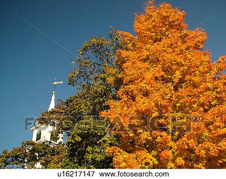 Townsend, MA, Massachusetts, Autumn, colorful fall foliage, maple tree, church steeple View Large Photo Image Stock Photo - Townsend, MA, Massachusetts, Autumn, colorful fall foliage, maple tree, church steeple. Fotosearch