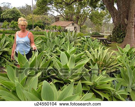 Picture -  Ulupalakua, Maui, HI, Hawaii, Tedeschi Vineyards, Ulupalakua Ranch, Maui's Winery, Agave attenuata, tropical plants. Fotosearch