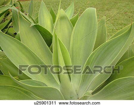 Stock Image -  Ulupalakua, Maui, HI, Hawaii, Tedeschi Vineyards, Ulupalakua Ranch, Maui's Winery, Agave attenuata, tropical plant, green. Fotosearch