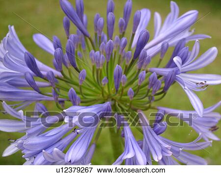 Stock Photo -  Ulupalakua, Maui, HI, Hawaii, Tedeschi Vineyards, Ulupalakua Ranch, Maui's Winery, Lavender, purple, flower. Fotosearch