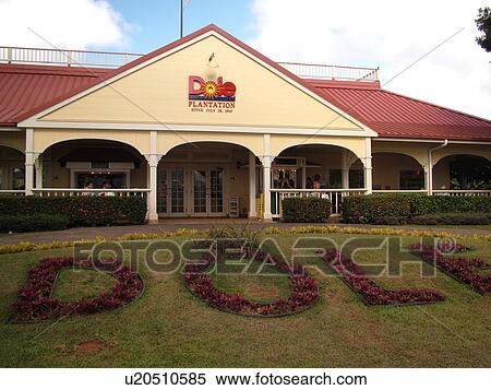 Wahiawa, Oahu, HI, Hawaii, North Shore, Dole Plantation, pineapple View Large Photo Image Stock Photography - Wahiawa, Oahu, HI, Hawaii, North Shore, Dole Plantation, pineapple. Fotosearch