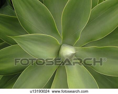 Waiakoa, Maui, HI, Hawaii, Upcountry, Kula Botanical Garden, Agave attenuata, tropical plant View Large Photo Image Picture - Waiakoa, Maui, HI, Hawaii, Upcountry, Kula Botanical Garden, Agave attenuata, tropical plant. Fotosearch