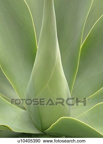 Stock Image -  Waiakoa, Maui, HI, Hawaii, Upcountry, Kula Botanical Garden, Agave attenuata, tropical plant. Fotosearch