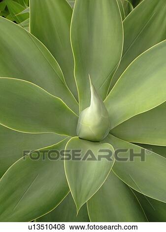 Stock Photo -  Waiakoa, Maui, HI, Hawaii, Upcountry, Kula Botanical Garden, Agave attenuata, tropical plant. Fotosearch