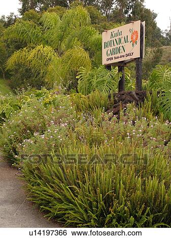 Waiakoa, Maui, HI, Hawaii, Upcountry, Kula Botanical Garden View Large Photo Image Stock Photograph - Waiakoa, Maui, HI, Hawaii, Upcountry, Kula Botanical Garden. Fotosearch