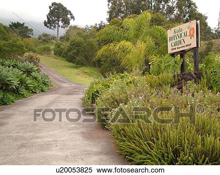 Stock Photography -  Waiakoa, Maui, HI, Hawaii, Upcountry, Kula Botanical Garden. Fotosearch