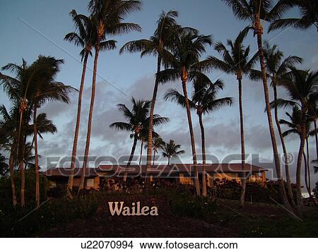 Picture -  Wailea, Maui, HI, Hawaii, South Maui, Leeward Coast, palm trees. Fotosearch