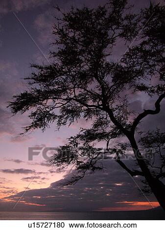 Stock Image -  Wailea, Maui, HI, Hawaii, Wailea Point, From The Fairmont Kea Lani Maui Resort, sunset. Fotosearch