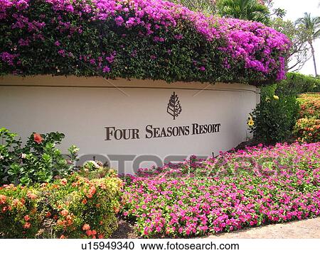 Stock Image -  Wailea, Maui, HI, Hawaii, Wailea Point, Four Seasons Resort . Fotosearch
