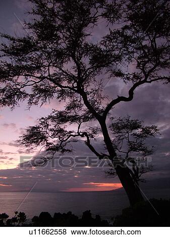 Stock Photo -  Wailea, Maui, HI, Hawaii, Wailea Point, From The Fairmont Kea Lani Maui Resort, sunset. Fotosearch