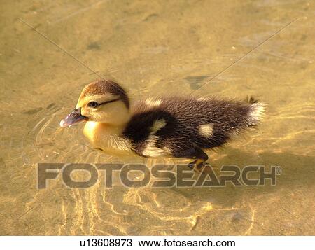 Stock Image -  Wailuku, Ioa Valley, Maui, HI, Hawaii, Maui Tropical Plantation, duckling. Fotosearch