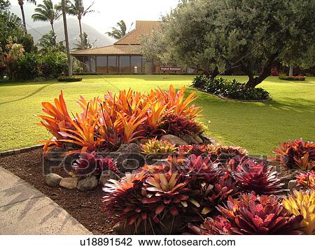 Stock Image -  Wailuku, Ioa Valley, Maui, HI, Hawaii, Maui Tropical Plantation. Fotosearch