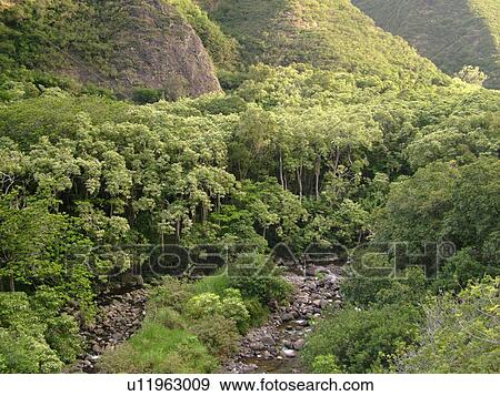Stock Photo -  Wailuku, Ioa Valley, Maui, HI, Hawaii, Ioa Valley State Park, West Maui Mountains, Iao Stream. Fotosearch