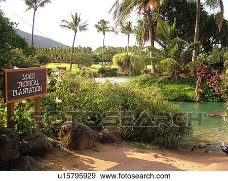 Stock Photo -  Wailuku, Ioa Valley, Maui, HI, Hawaii, Maui Tropical Plantation . Fotosearch