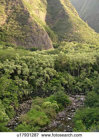 Wailuku, Ioa Valley, Maui, HI, Hawaii, Ioa Valley State Park, West Maui Mountains, Iao Stream View Large Photo Image Stock Photo -  Wailuku, Ioa Valley, Maui, HI, Hawaii, Ioa Valley State Park, West Maui Mountains, Iao Stream. Fotosearch