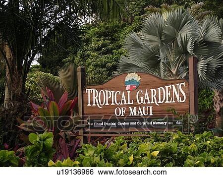 Wailuku, Ioa Valley, Maui, HI, Hawaii, Tropical Gardens of Maui View Large Photo Image Stock Photograph - Wailuku, Ioa Valley, Maui, HI, Hawaii, Tropical Gardens of Maui. Fotosearch