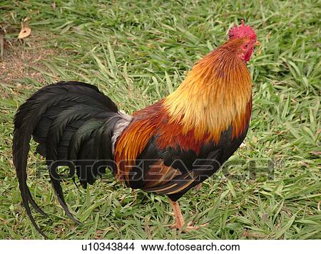 Waimea, Kauai, HI, Hawaii, Westside, Waimea Canyon State Park, Moa, rooster View Large Photo Image Picture - Waimea, Kauai, HI, Hawaii, Westside, Waimea Canyon State Park, Moa, rooster. Fotosearch