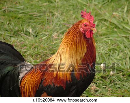 Picture -  Waimea, Kauai, HI, Hawaii, Westside, Waimea Canyon State Park, Moa, rooster. Fotosearch