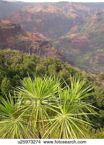 Waimea, Kauai, HI, Hawaii, Westside, Waimea Canyon, Kokee State Park, Grand Canyon of the Pacific, Iliau Plant View Large Photo Image Picture - Waimea, Kauai, HI, Hawaii, Westside, Waimea Canyon, Kokee State Park, Grand Canyon of the Pacific, Iliau Plant. Fotosearch
