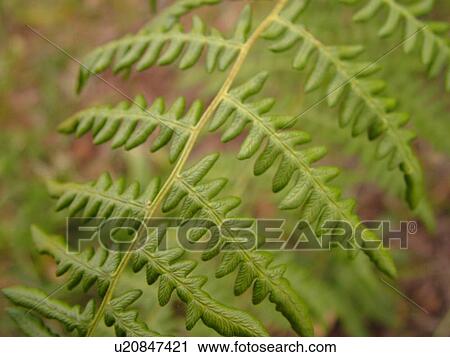 Stock Image -  Waimea, Kauai, HI, Hawaii, Westside, Kokee State Park, Waimea Canyon, ferns. Fotosearch