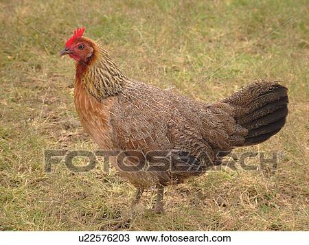 Stock Image -  Waimea, Kauai, HI, Hawaii, Westside, Waimea Canyon State Park, Moa, hen. Fotosearch