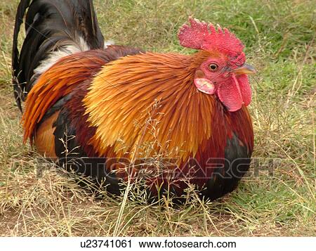 Waimea, Kauai, HI, Hawaii, Westside, Waimea Canyon State Park, Moa, rooster View Large Photo Image Stock Image - Waimea, Kauai, HI, Hawaii, Westside, Waimea Canyon State Park, Moa, rooster. Fotosearch