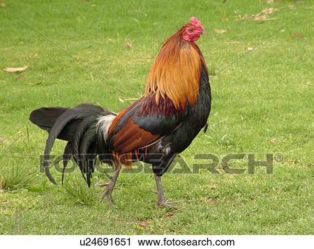 Stock Image -  Waimea, Kauai, HI, Hawaii, Westside, Waimea Canyon State Park, Moa, rooster. Fotosearch