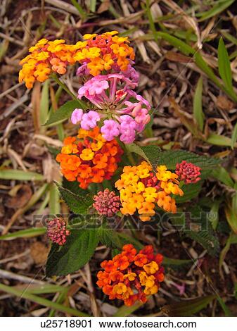 Waimea, Kauai, HI, Hawaii, Westside, Kokee State Park, Waimea Canyon, Lliau Nature Loop, tropical flowers View Large Photo Image Stock Image - Waimea, Kauai, HI, Hawaii, Westside, Kokee State Park, Waimea Canyon, Lliau Nature Loop, tropical flowers. Fotosearch