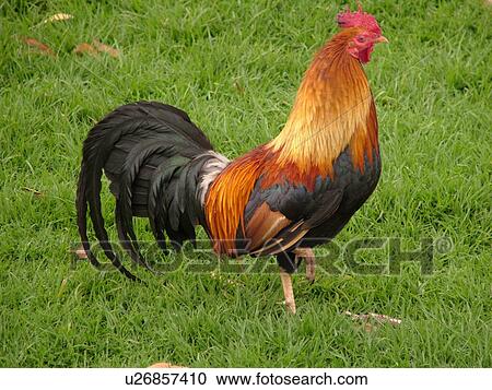 Stock Image -  Waimea, Kauai, HI, Hawaii, Westside, Waimea Canyon State Park, Moa, rooster. Fotosearch