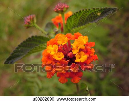 Waimea, Kauai, HI, Hawaii, Westside, Kokee State Park, Waimea Canyon, Lliau Nature Loop, tropical flowers View Large Photo Image Stock Image - Waimea, Kauai, HI, Hawaii, Westside, Kokee State Park, Waimea Canyon, Lliau Nature Loop, tropical flowers. Fotosearch