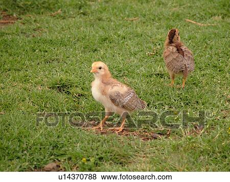 Waimea, Kauai, HI, Hawaii, Westside, Waimea Canyon State Park, Moa, chicks View Large Photo Image Stock Photo - Waimea, Kauai, HI, Hawaii, Westside, Waimea Canyon State Park, Moa, chicks. Fotosearch