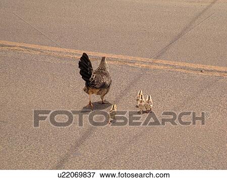 Stock Photo -  Waimea, Kauai, HI, Hawaii, Westside, Moa, hen, chicks. Fotosearch
