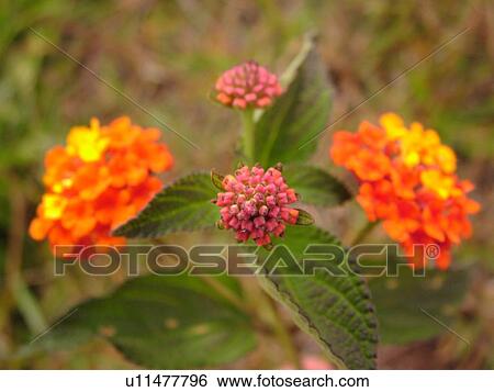 Waimea, Kauai, HI, Hawaii, Westside, Kokee State Park, Waimea Canyon, Lliau Nature Loop, tropical flowers View Large Photo Image Stock Photograph - Waimea, Kauai, HI, Hawaii, Westside, Kokee State Park, Waimea Canyon, Lliau Nature Loop, tropical flowers. Fotosearch
