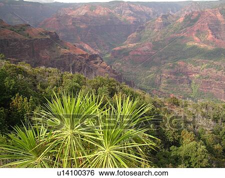 Waimea, Kauai, HI, Hawaii, Westside, Waimea Canyon, Kokee State Park, Grand Canyon of the Pacific, Iliau Plant View Large Photo Image Stock Photograph - Waimea, Kauai, HI, Hawaii, Westside, Waimea Canyon, Kokee State Park, Grand Canyon of the Pacific, Iliau Plant. Fotosearch